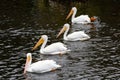 Four white pelicans swimming in a line