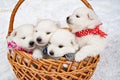 four white puppies in a basket. breeding dogs breed Japanese Spitz.