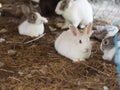 Four white rabbits lying on a straw Royalty Free Stock Photo