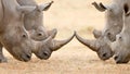 Four White Rhino's locking horns Royalty Free Stock Photo