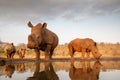 Four white rhinos approach a pond for a drink