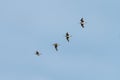 Four white-rumped whimbrels flying together in formation Royalty Free Stock Photo