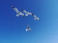 Four white seagulls in blue sky.