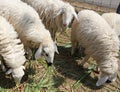 Four white sheep eating grass in a farm during daytime Royalty Free Stock Photo