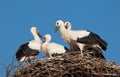 Four white stork babies (Ciconia ciconia) in the nest Royalty Free Stock Photo