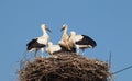 Four White Stork babies in the nest Ciconia ciconia Royalty Free Stock Photo