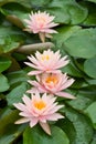 Four White Water Lily Blossom