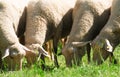 Four white and wooly sheep grazing in a meadow, front view Royalty Free Stock Photo