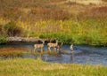 Four Whitetail Bucks