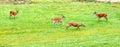 Four whitetail does playing in an open meadow.