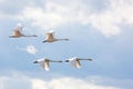 Four whooper swans. Royalty Free Stock Photo
