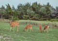 Four Wild deers outdoors in forest eating grass fearless beautiful and cute