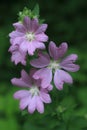 Four wild flowers