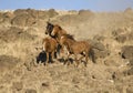 Four wild horses on a hillside Royalty Free Stock Photo