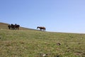 four wild horses in the mountains