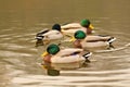 Four wild mallard ducks on the lake