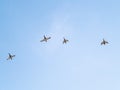 Four wild mallards with brown heads and grey feathers on body flying in clear blue sky