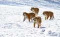 The wild Siberian tiger in winter Royalty Free Stock Photo