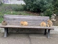 four wild street cats sit on a bench