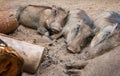 Four wild warthogs keeping warm around a campfire. Swaziland