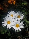 Four Wild white aster in Bromo national park