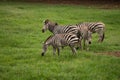 Four wild zebras on meadow like horse with black and white lines on its body