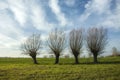 Four willows without leaves on a green meadow