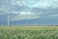 Four wind turbines in an agricultural field with flowering plants in Lower Saxony, Germany Royalty Free Stock Photo