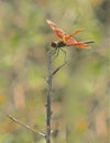 Orang wing dragonfly