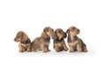 Four wire-haired dachshund puppies Royalty Free Stock Photo