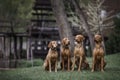 Four Wirehaired Vizslas