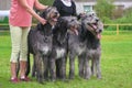 Four wolfhounds are looking at the camera Big dog close-up Royalty Free Stock Photo