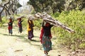 four women walks carring dry wood after cutting the dead trees, in the colorful costumes and ornaments of the tribes.