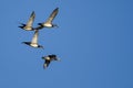 Four Wood Ducks Flying in a Blue Sky