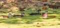 Four wood ducks swimming in algae-covered water