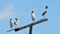 Four Wood stork birds on top of a pole in wetlands