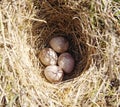 Four woodlark eggs in nest on ground Royalty Free Stock Photo