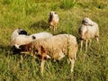 Wooly Greek Sheep in Long Grass, Greece Royalty Free Stock Photo