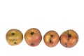 Four worm Apple Maggot Larva Eating damaged Apple on White Background