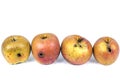 Four worm Apple Maggot Larva Eating damaged Apple on White Background Royalty Free Stock Photo