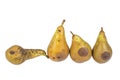 Four worm pears Maggot Larva Eating damaged Apple on White Background