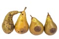 Four worm pears Maggot Larva Eating damaged Apple on White Background