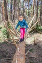 Little hiker girl walking on fallen tree trunk in forest Royalty Free Stock Photo