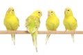 Four yellow budgie on branch