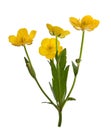 Four yellow buttercup flowers