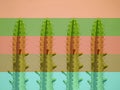 Four cactus on colors background