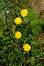 Four yellow dandelion flowers Taraxacum closeup.Top view. background Royalty Free Stock Photo