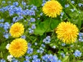 Four yellow dandelions and blue and white true forget me nots