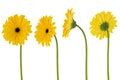 Four yellow flower gerberas on a stem isolated on white background Royalty Free Stock Photo