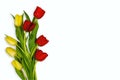 Yellow and red tulips, spring greetings Royalty Free Stock Photo